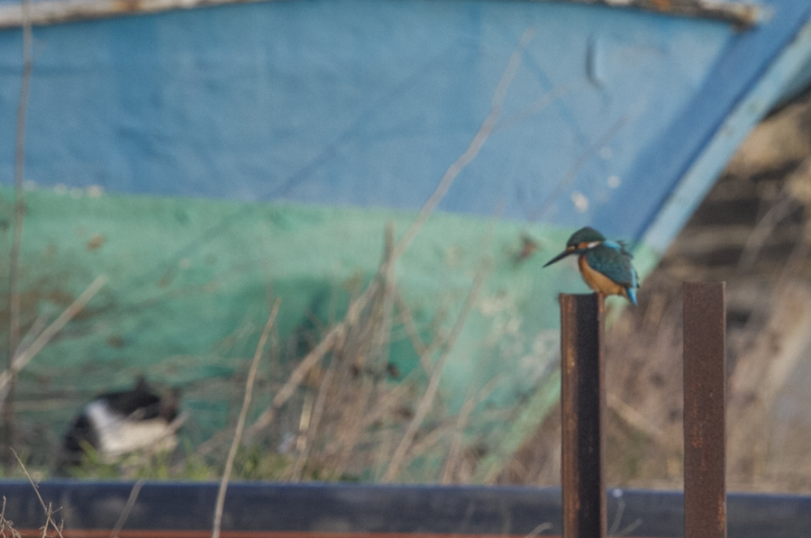 Common Kingfisher