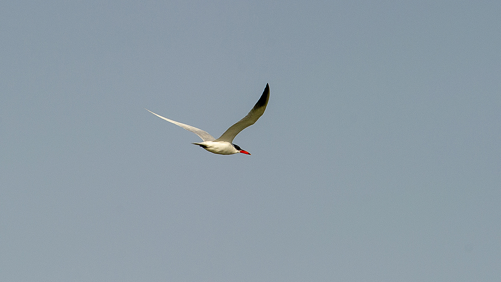 Caspian Tern