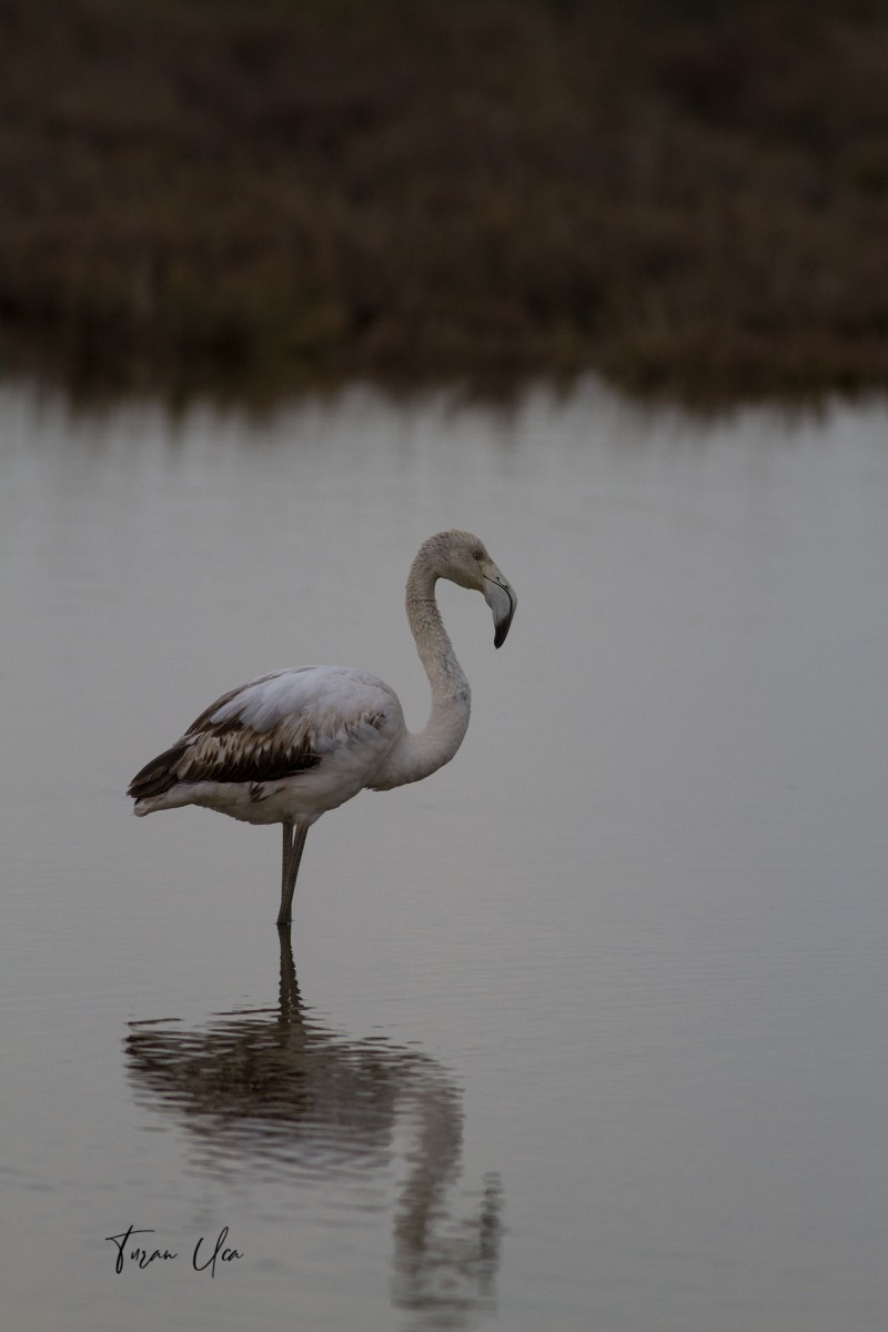 Greater Flamingo