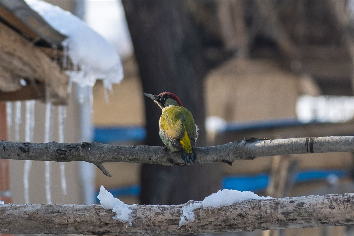 European Green Woodpecker