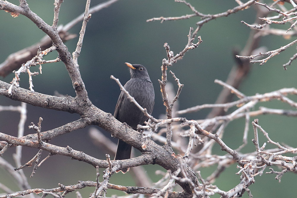 Common Blackbird