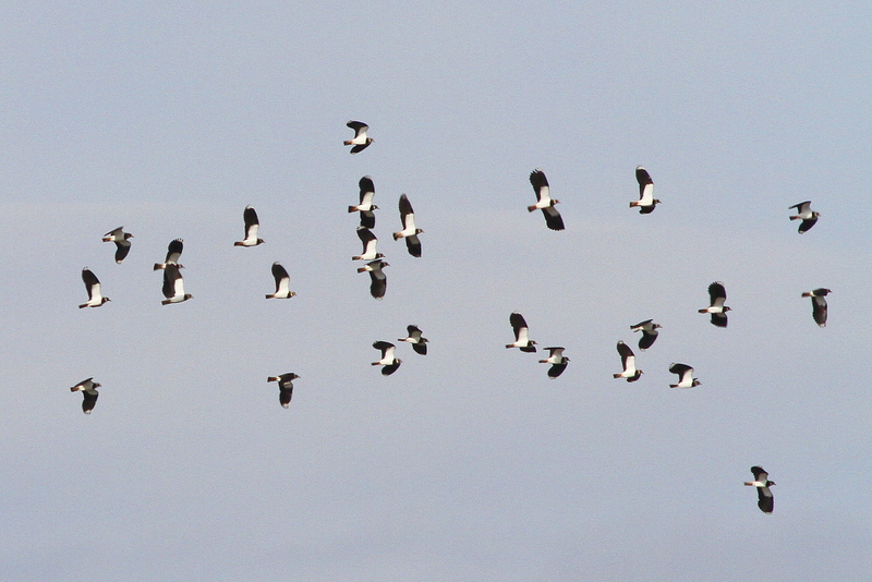Northern Lapwing