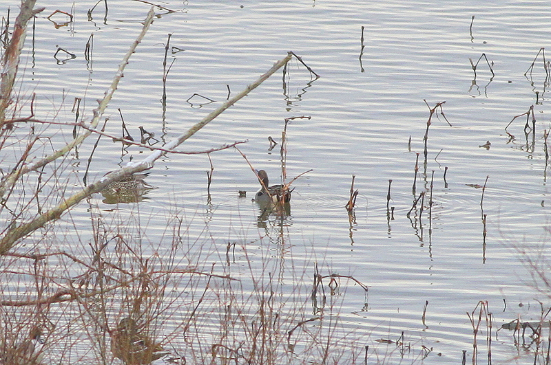 Northern Pintail