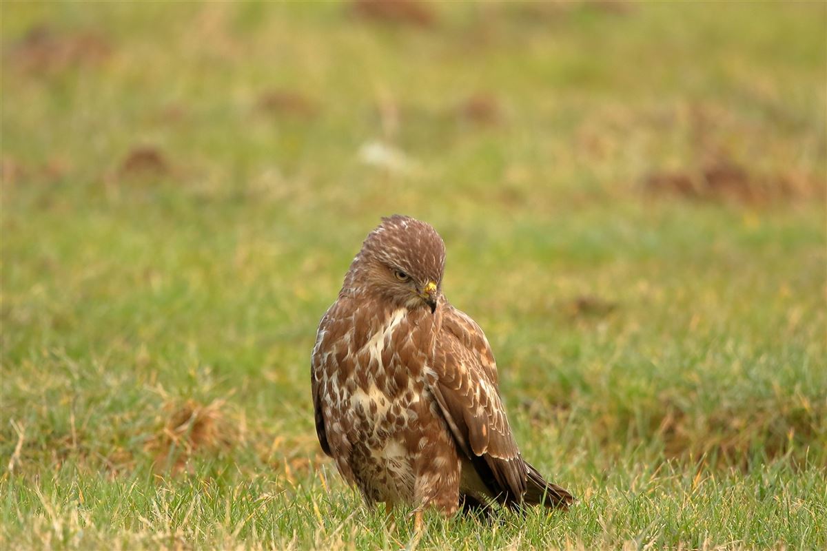 Common Buzzard