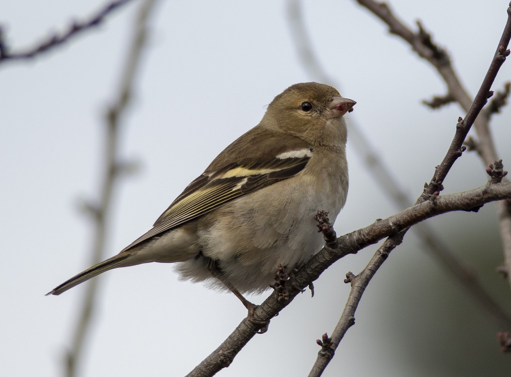 Eurasian Chaffinch