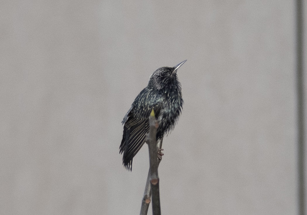 Common Starling