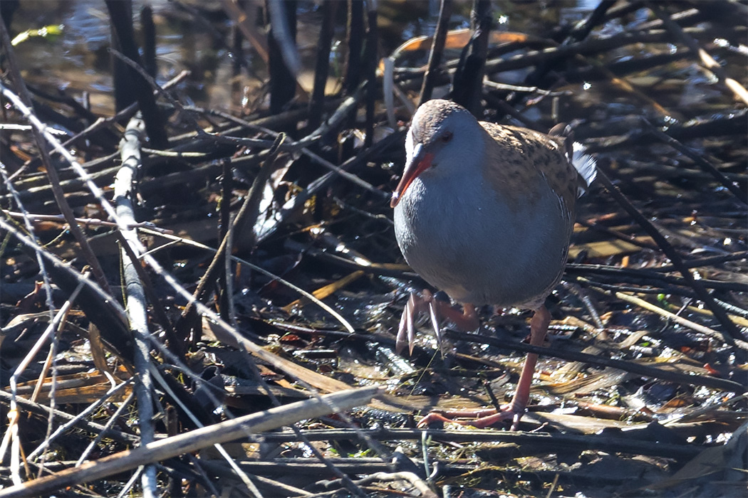 Water Rail