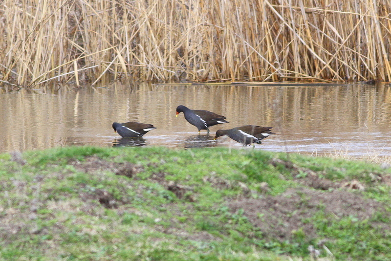 Common Moorhen