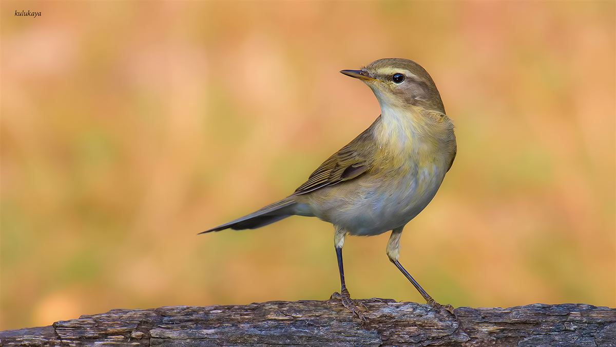 Willow Warbler