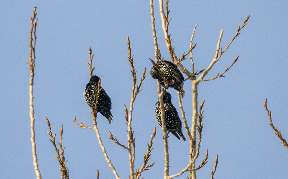 Common Starling