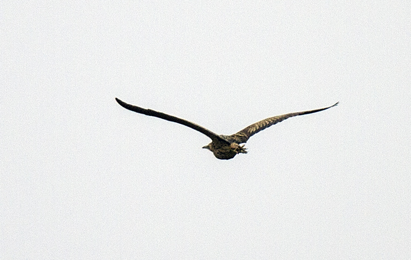Eurasian Bittern