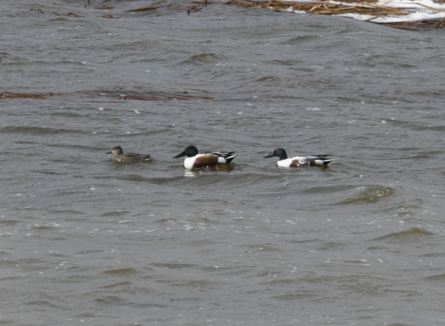 Northern Shoveler