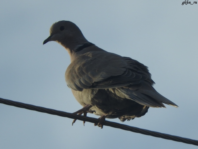 Eurasian Collared Dove