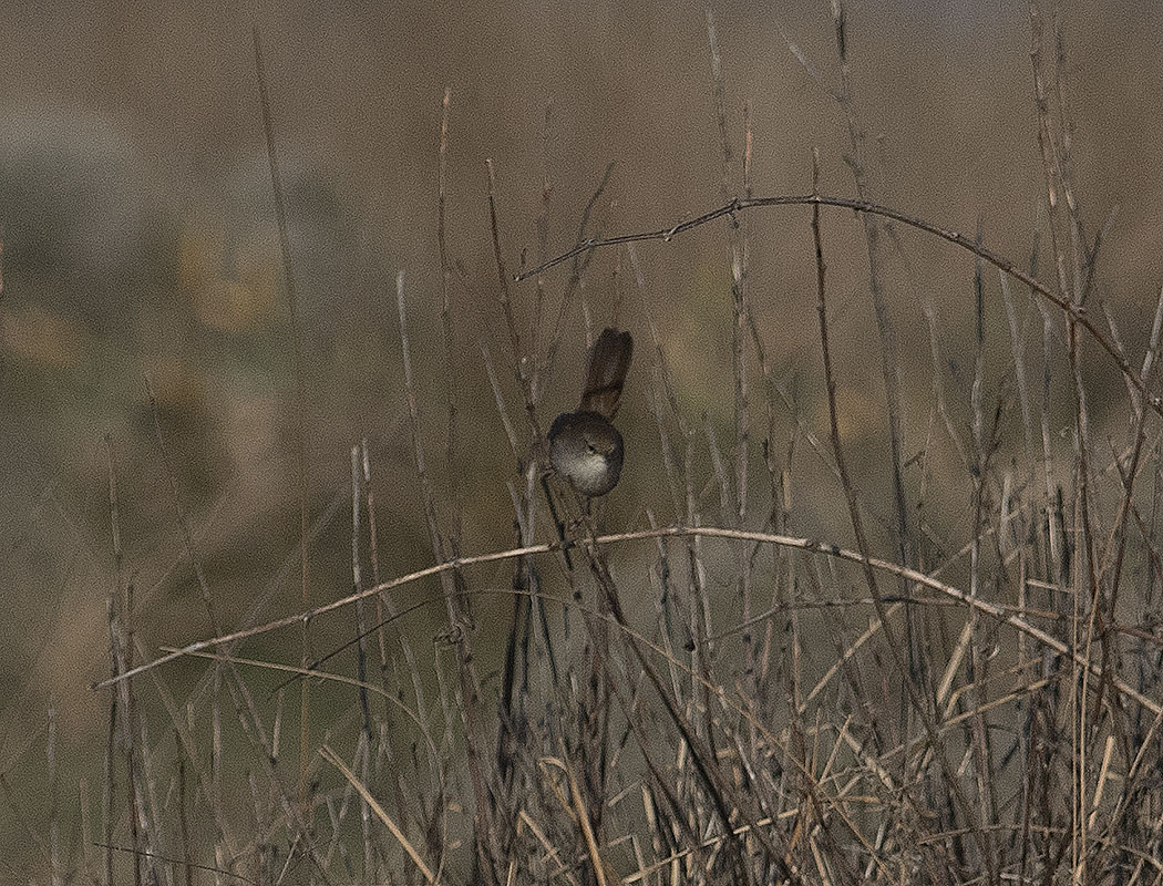Cetti`s Warbler