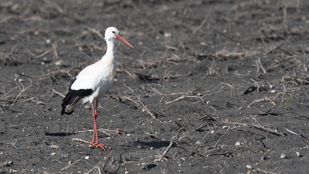 White Stork