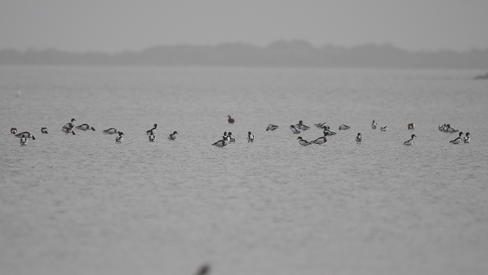 Common Shelduck