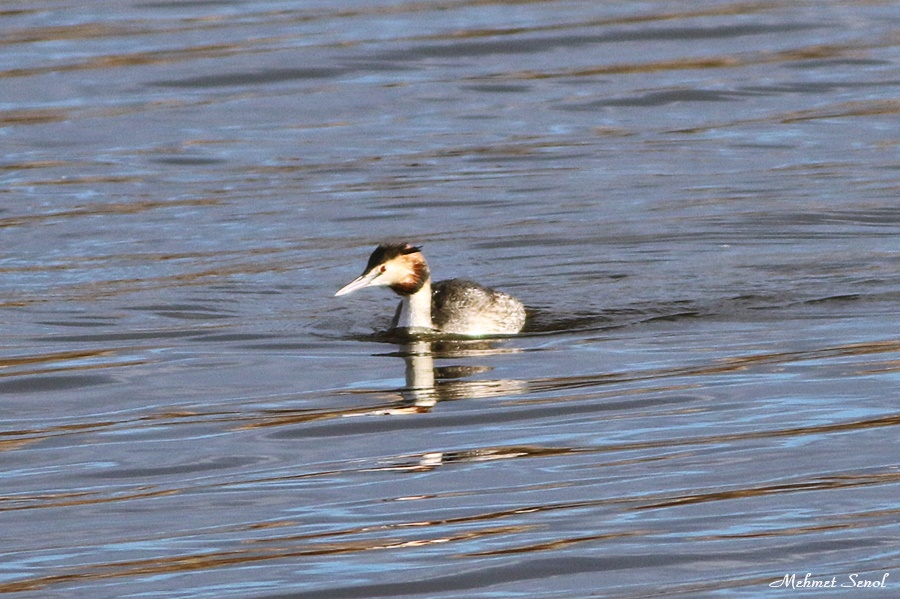 Great Crested Grebe