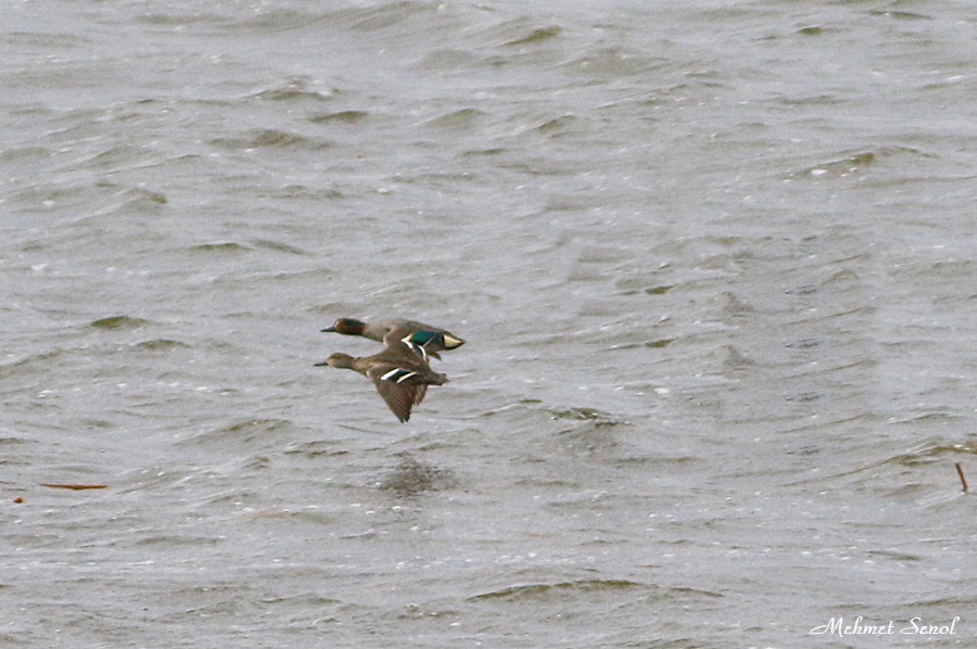 Eurasian Teal