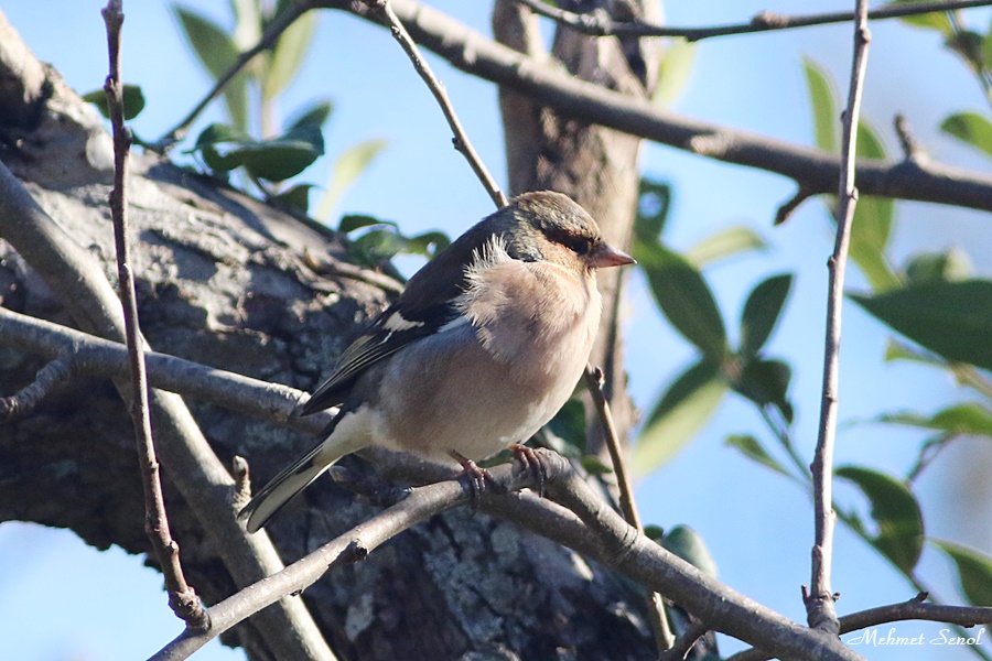 Eurasian Chaffinch