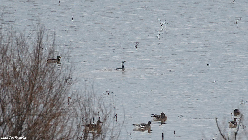 Great Cormorant
