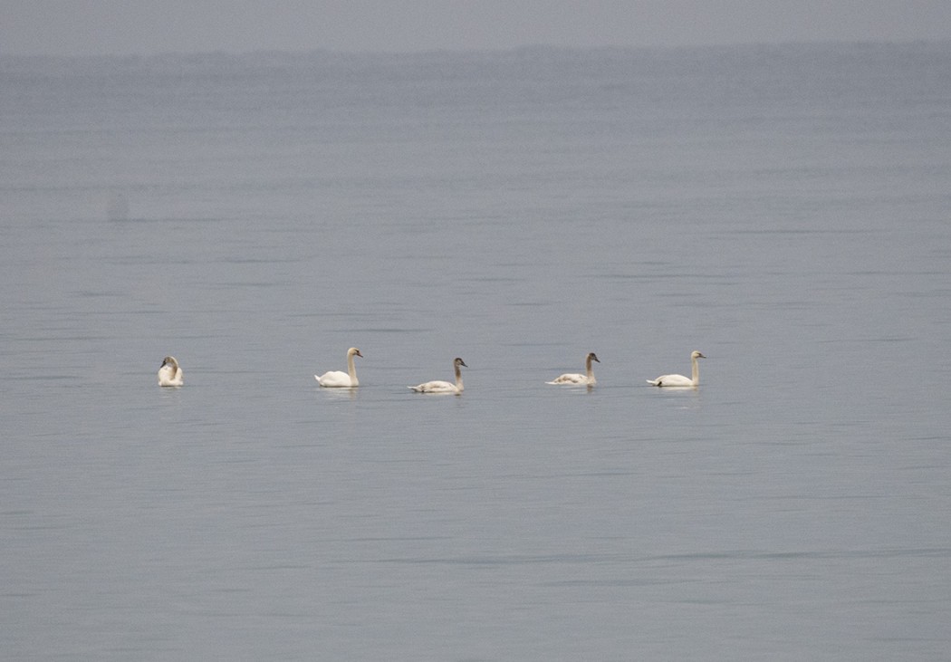Mute Swan