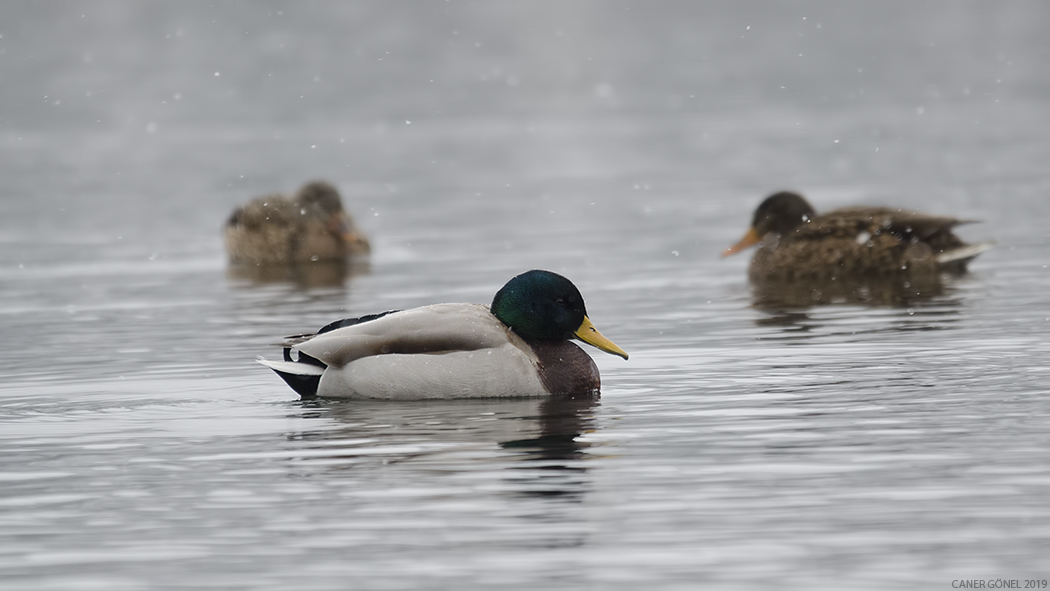 Mallard