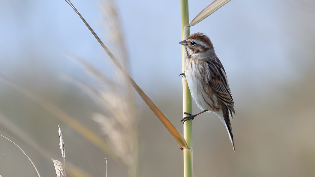 Common Reed Bunting
