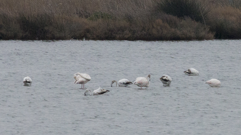 Flamingo