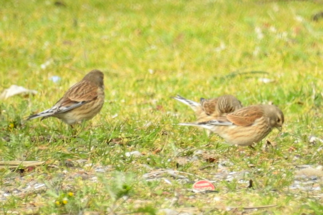 Common Linnet