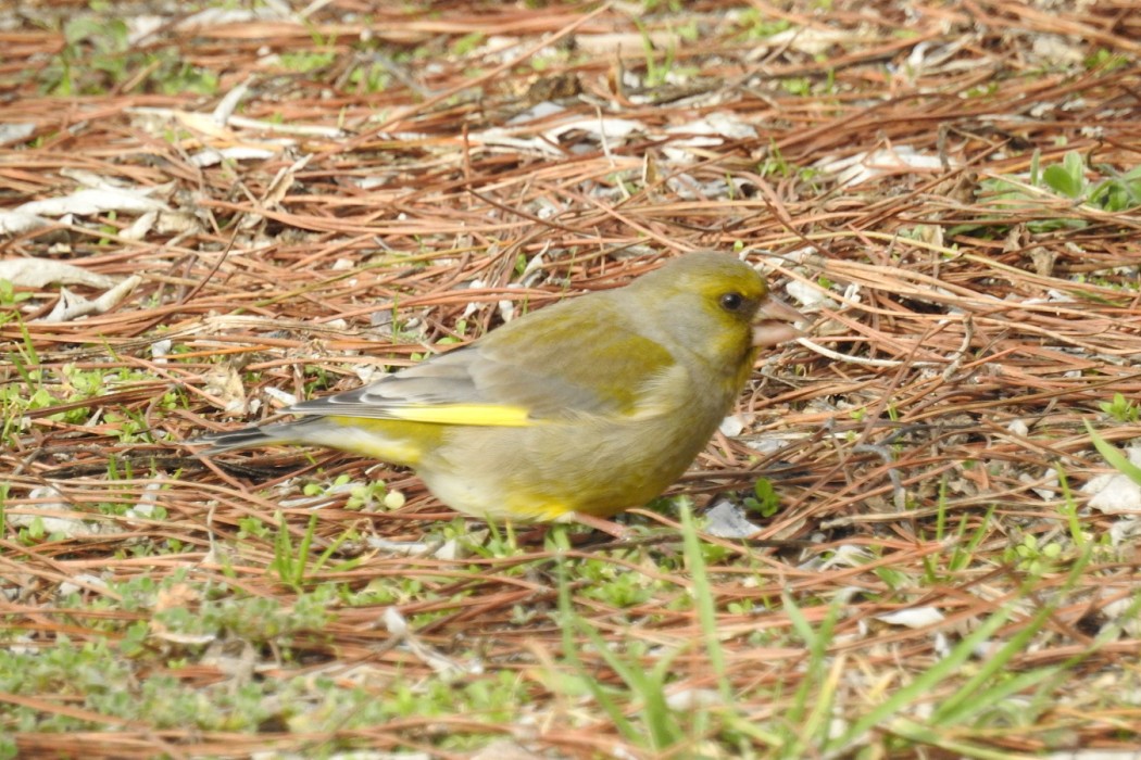 European Greenfinch