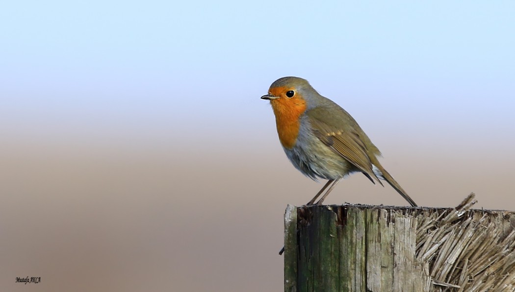 European Robin
