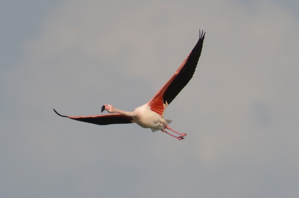 Greater Flamingo