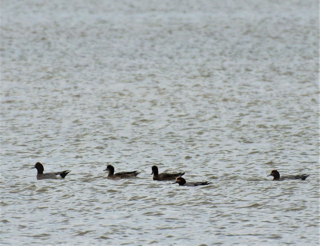 Eurasian Wigeon