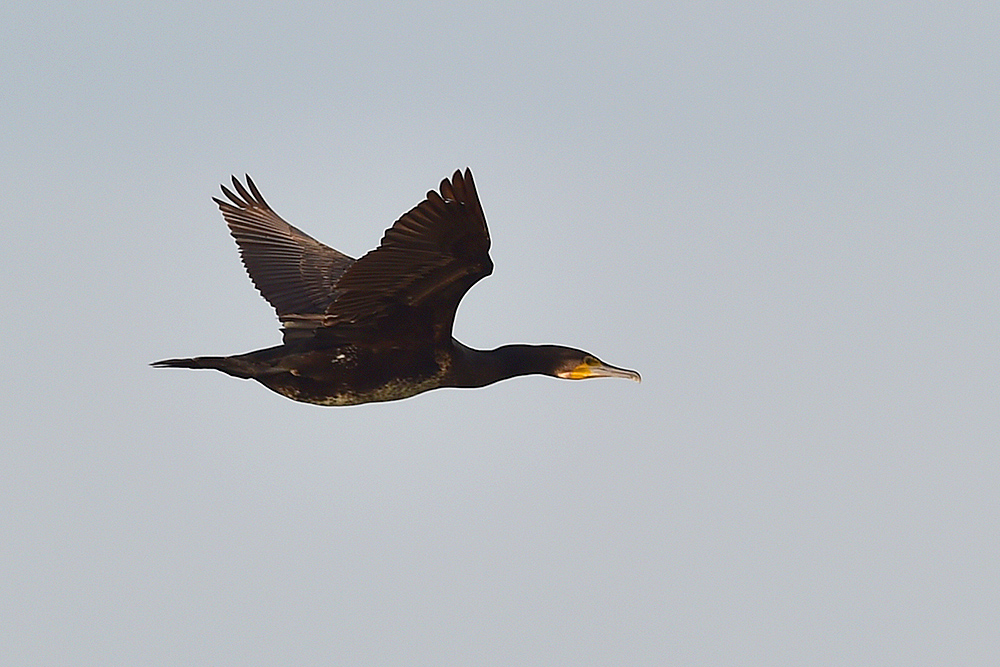 Great Cormorant