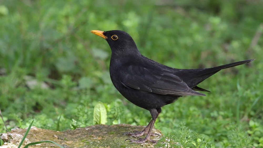 Common Blackbird
