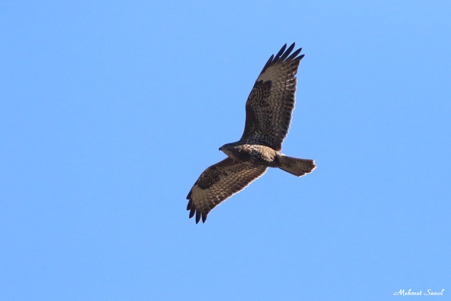 Common Buzzard