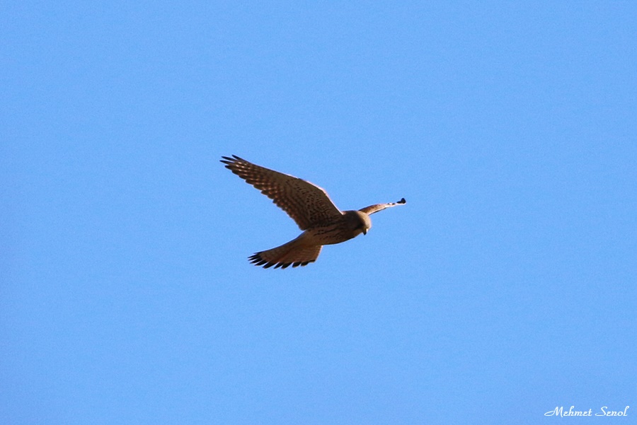 Common Kestrel