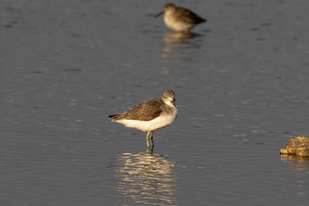Common Greenshank