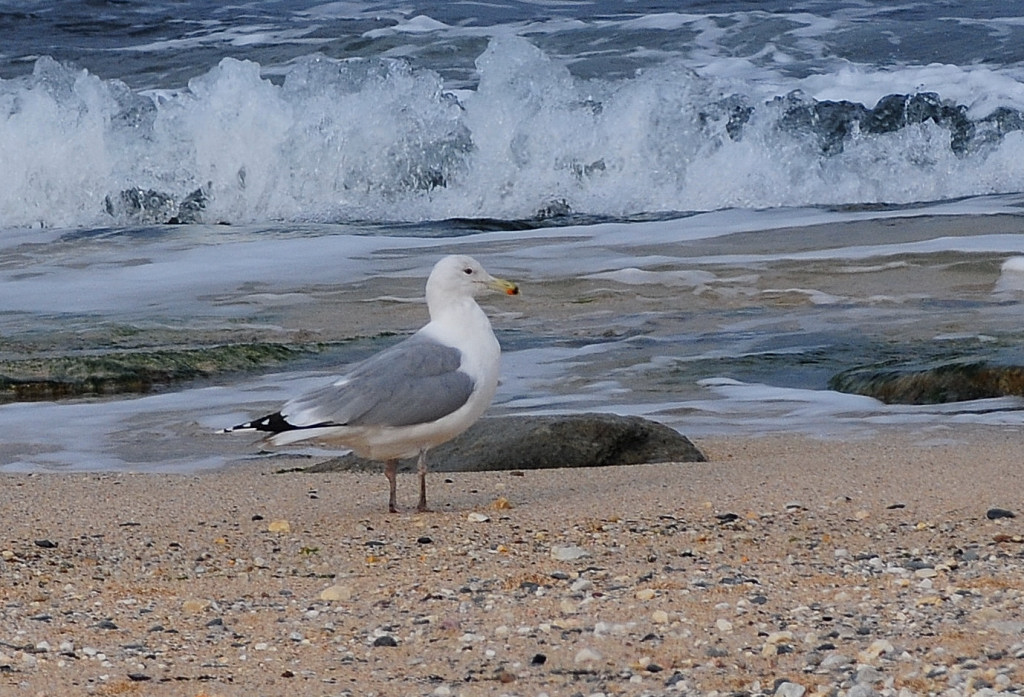 Caspian Gull