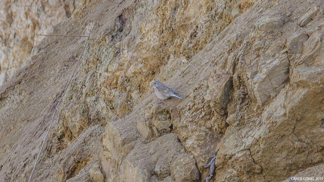 Common Linnet