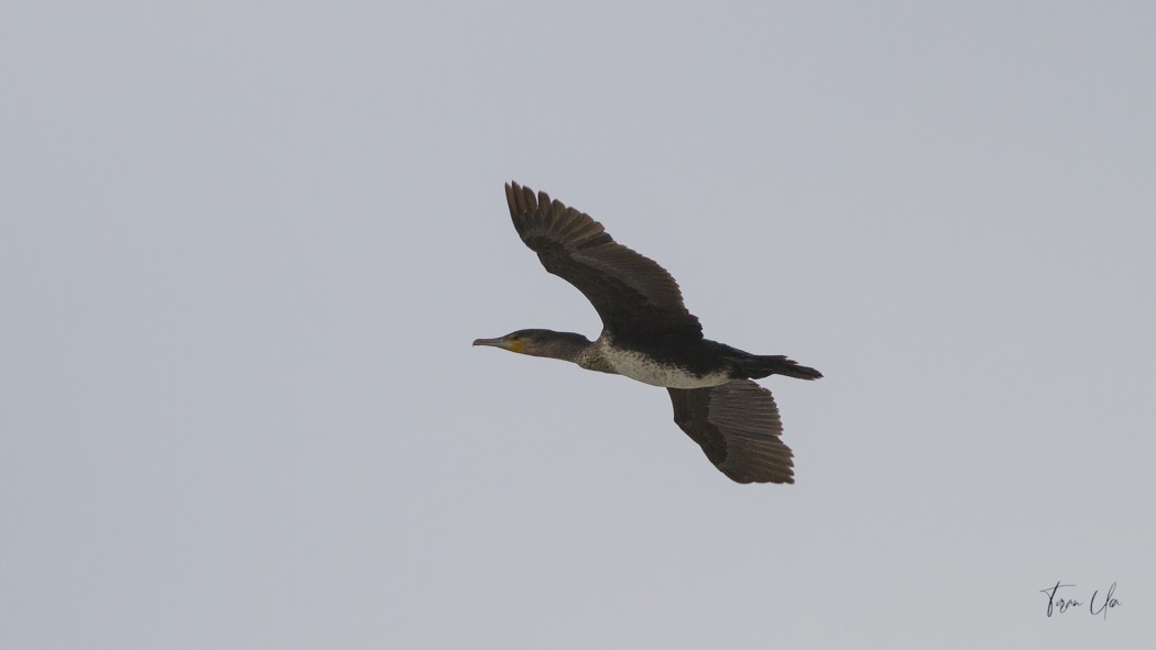 Great Cormorant