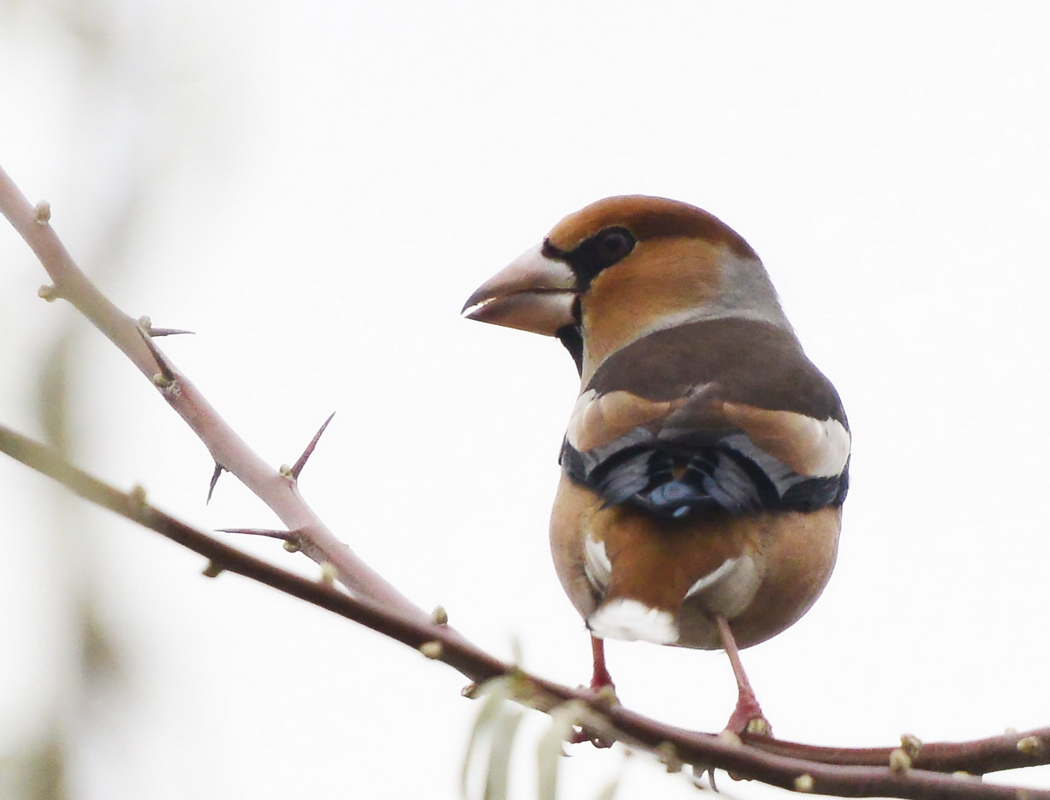 Hawfinch