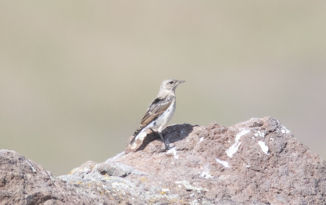 Northern Wheatear