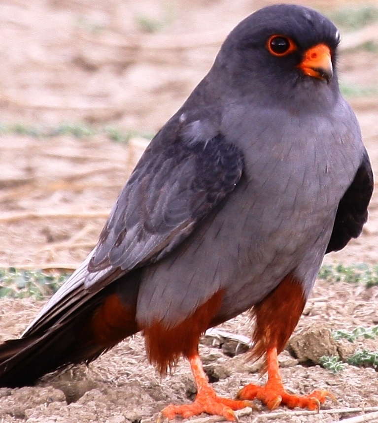 Ala Doğan