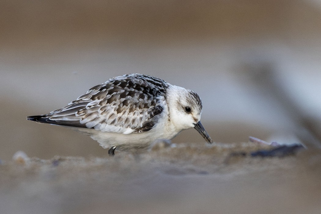 Ak Kumkuşu