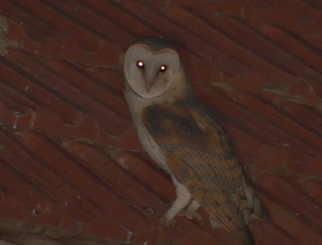 Peçeli Baykuş