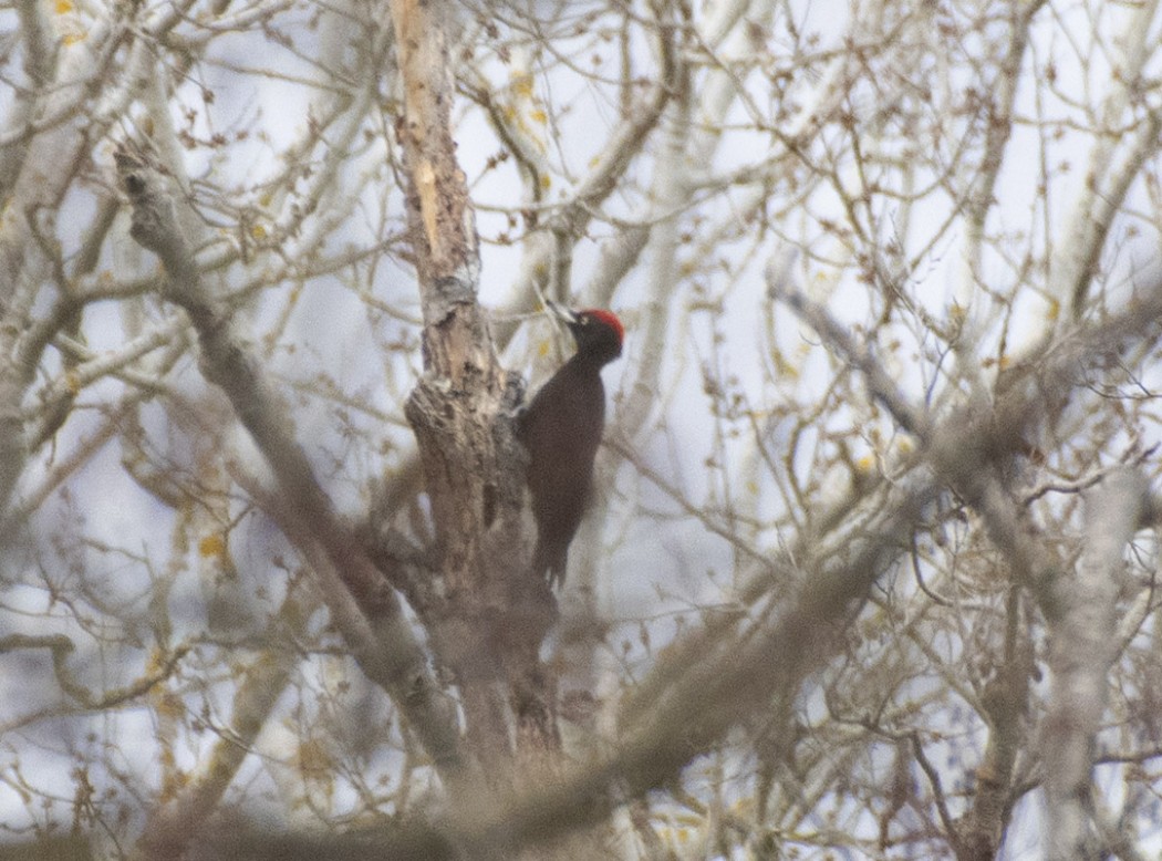 Black Woodpecker