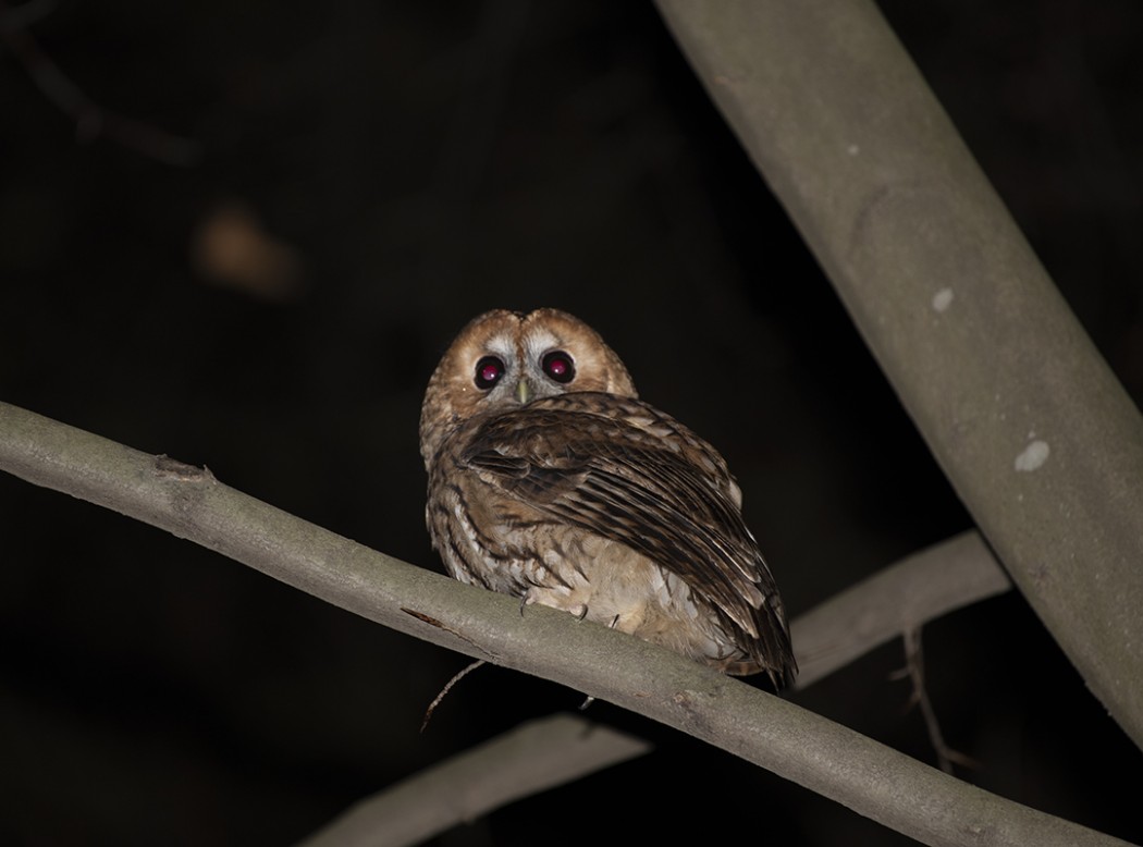 Tawny Owl