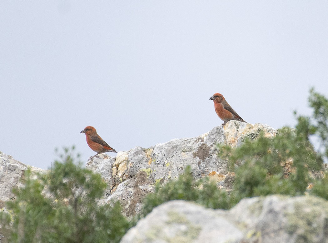 Red Crossbill