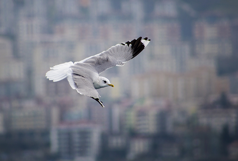 Common Gull